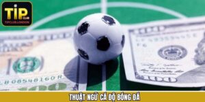 Thuật Ngữ Cá Độ Bóng Đá - Từ Cơ Bản Tới Nâng Cao Cho Người Mới